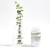 Malin+Goetz Eucalyptus Deodorant med eukalyptus