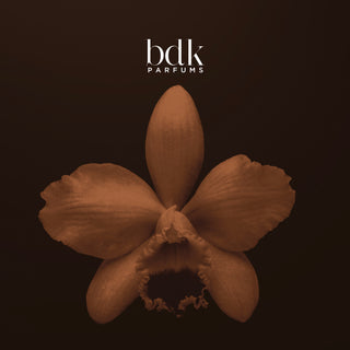 BDK Vanille Caviar flower